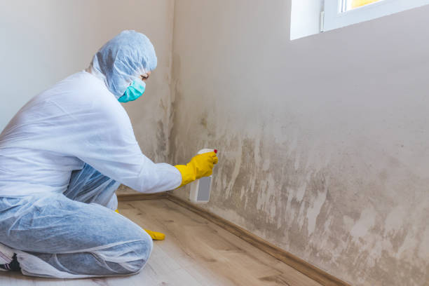 Black mold inspection in Fuquay-Varina